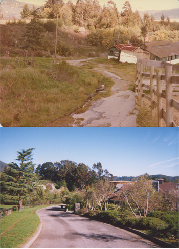 The Dipsea Race