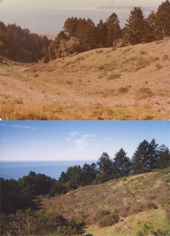 The Dipsea Race